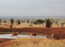 Safari Regroupé - Kenya