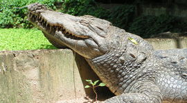 Gambie - Crocodile